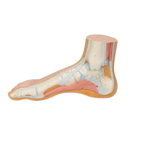 Image 6 - NORMAL FOOT MODEL - 3B SMART ANATOMY