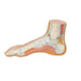 Image 6 - NORMAL FOOT MODEL - 3B SMART ANATOMY