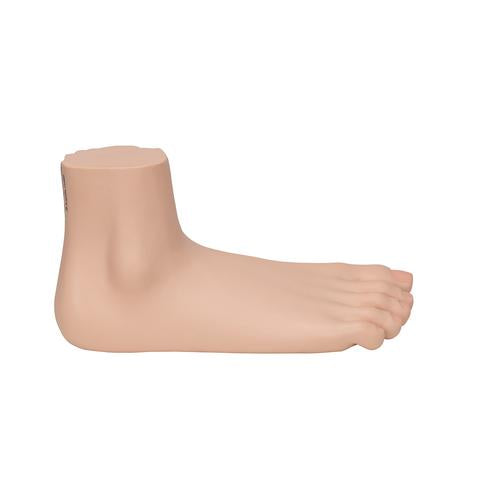 Image 4 - FLAT FOOT (PES PLANUS) MODEL - 3B SMART ANATOMY