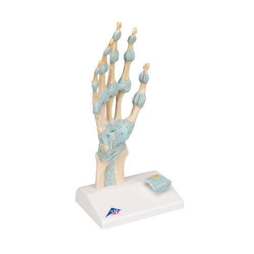 Image 3 - HAND SKELETON MODEL WITH LIGAMENTS & CARPAL TUNNEL - 3B SMART ANATOMY