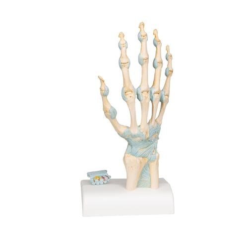 Image 5 - HAND SKELETON MODEL WITH LIGAMENTS & CARPAL TUNNEL - 3B SMART ANATOMY