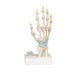 Image 5 - HAND SKELETON MODEL WITH LIGAMENTS & CARPAL TUNNEL - 3B SMART ANATOMY