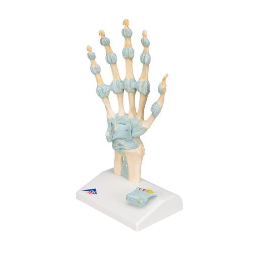 Image 6 - HAND SKELETON MODEL WITH LIGAMENTS & CARPAL TUNNEL - 3B SMART ANATOMY