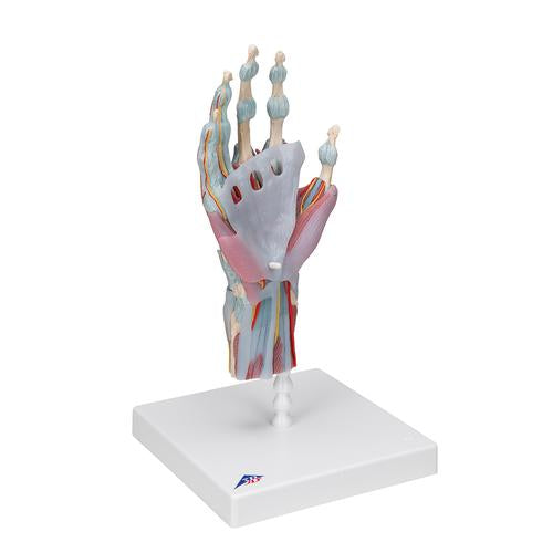 Image 3 - HAND SKELETON MODEL WITH LIGAMENTS & MUSCLES - 3B SMART ANATOMY