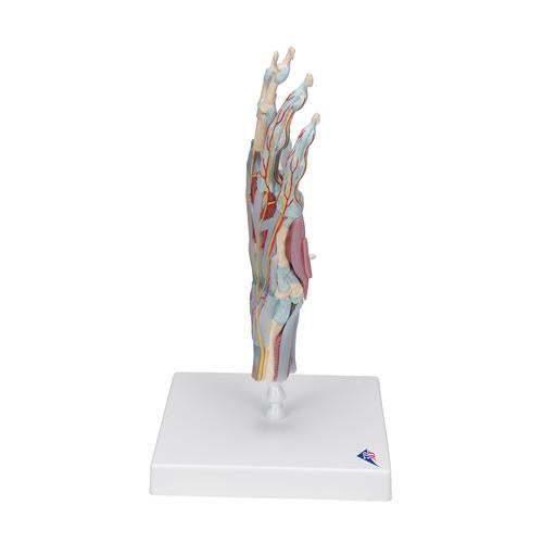 Image 4 - HAND SKELETON MODEL WITH LIGAMENTS & MUSCLES - 3B SMART ANATOMY