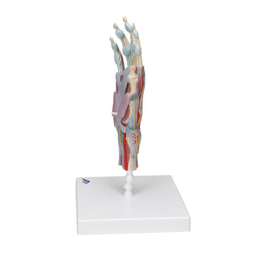 Image 5 - HAND SKELETON MODEL WITH LIGAMENTS & MUSCLES - 3B SMART ANATOMY