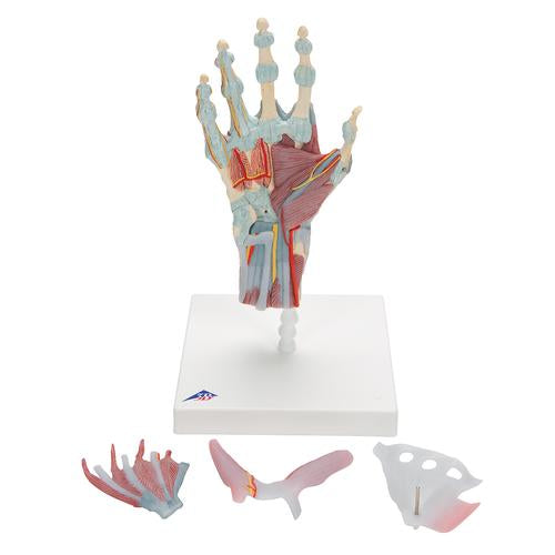 Image 6 - HAND SKELETON MODEL WITH LIGAMENTS & MUSCLES - 3B SMART ANATOMY