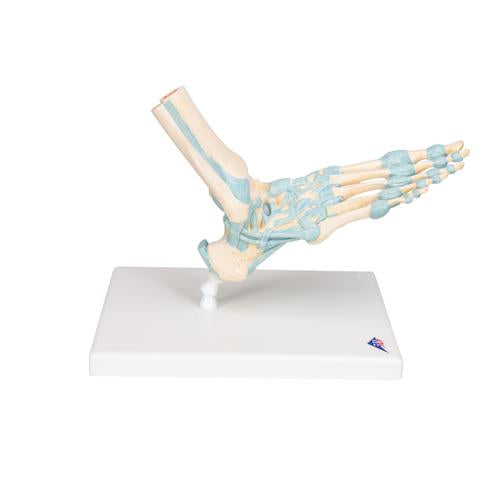 Image 4 - FOOT SKELETON MODEL WITH LIGAMENTS - 3B SMART ANATOMY