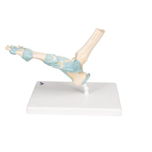 Image 5 - FOOT SKELETON MODEL WITH LIGAMENTS - 3B SMART ANATOMY