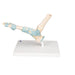 Image 5 - FOOT SKELETON MODEL WITH LIGAMENTS - 3B SMART ANATOMY