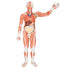 Image 3 - LIFE-SIZE HUMAN MALE MUSCULAR FIGURE, 37 PART - 3B SMART ANATOMY