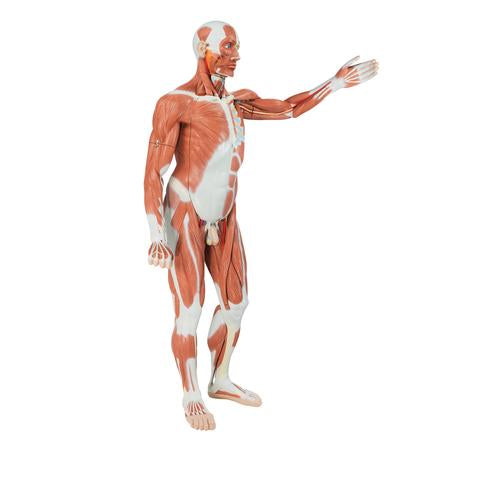 Image 4 - LIFE-SIZE HUMAN MALE MUSCULAR FIGURE, 37 PART - 3B SMART ANATOMY