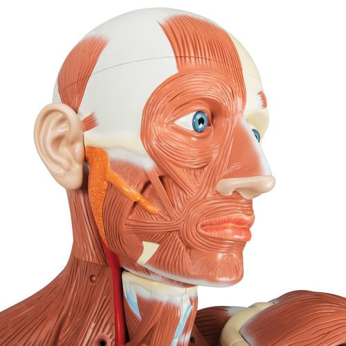 Image 5 - LIFE-SIZE HUMAN MALE MUSCULAR FIGURE, 37 PART - 3B SMART ANATOMY