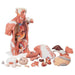 Image 3 - LIFE-SIZE HUMAN MUSCLE TORSO MODEL, 27 PART - 3B SMART ANATOMY