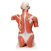 Image 4 - LIFE-SIZE HUMAN MUSCLE TORSO MODEL, 27 PART - 3B SMART ANATOMY