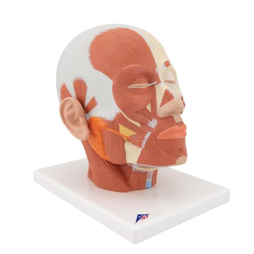 Image 3 - HEAD MUSCULATURE MODEL - 3B SMART ANATOMY