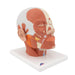 Image 3 - HEAD MUSCULATURE MODEL - 3B SMART ANATOMY