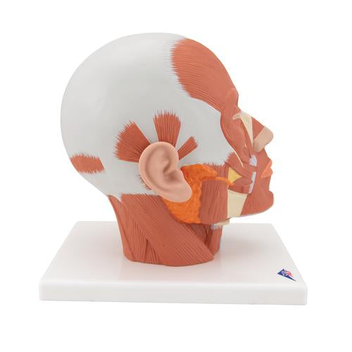 Image 4 - HEAD MUSCULATURE MODEL - 3B SMART ANATOMY