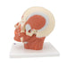 Image 6 - HEAD MUSCULATURE MODEL - 3B SMART ANATOMY