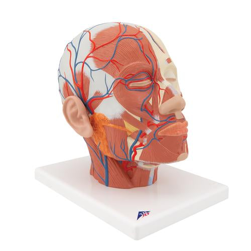 Image 3 - HEAD MUSCULATURE MODEL WITH BLOOD VESSELS - 3B SMART ANATOMY