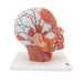 Image 4 - HEAD MUSCULATURE MODEL WITH BLOOD VESSELS - 3B SMART ANATOMY