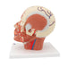 Image 6 - HEAD MUSCULATURE MODEL WITH BLOOD VESSELS - 3B SMART ANATOMY