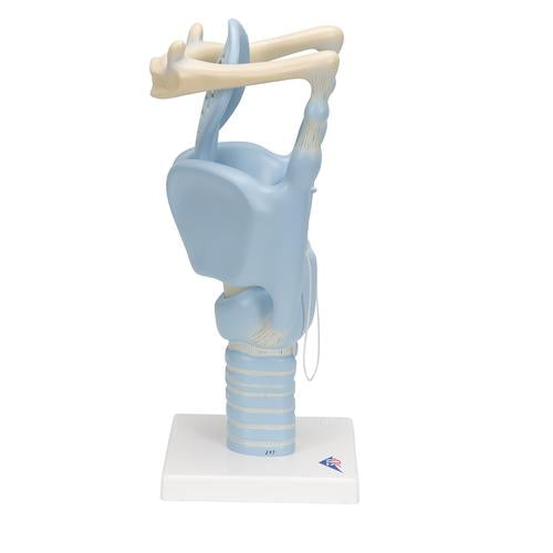 Image 4 - FUNCTIONAL HUMAN LARYNX MODEL, 3 TIMES FULL-SIZE - 3B SMART ANATOMY