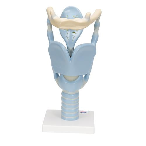 Image 5 - FUNCTIONAL HUMAN LARYNX MODEL, 3 TIMES FULL-SIZE - 3B SMART ANATOMY