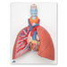 Image 3 - LUNG MODEL WITH LARYNX, 5 PART - 3B SMART ANATOMY