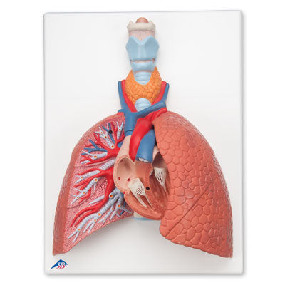 Image 4 - LUNG MODEL WITH LARYNX, 5 PART - 3B SMART ANATOMY