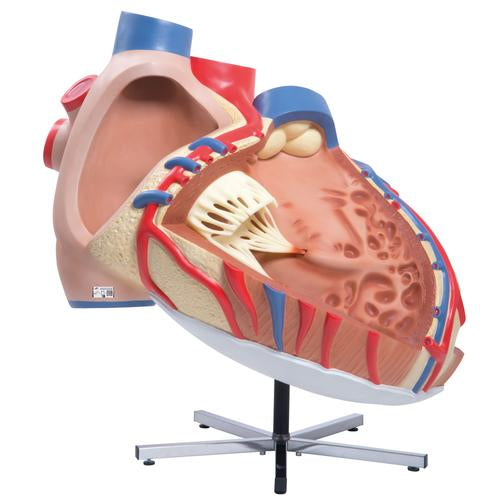 Image 4 - GIANT HUMAN HEART MODEL, 8 TIMES LIFE-SIZE - 3B SMART ANATOMY