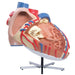 Image 4 - GIANT HUMAN HEART MODEL, 8 TIMES LIFE-SIZE - 3B SMART ANATOMY