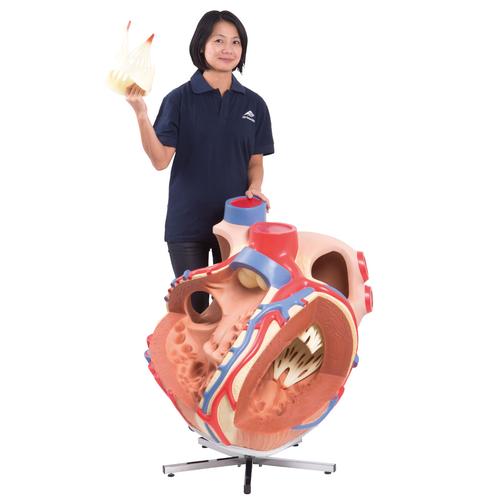 Image 6 - GIANT HUMAN HEART MODEL, 8 TIMES LIFE-SIZE - 3B SMART ANATOMY