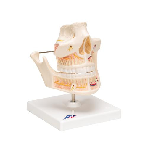 Image 3 - ADULT DENTURE MODEL WITH NERVES AND ROOTS - 3B SMART ANATOMY