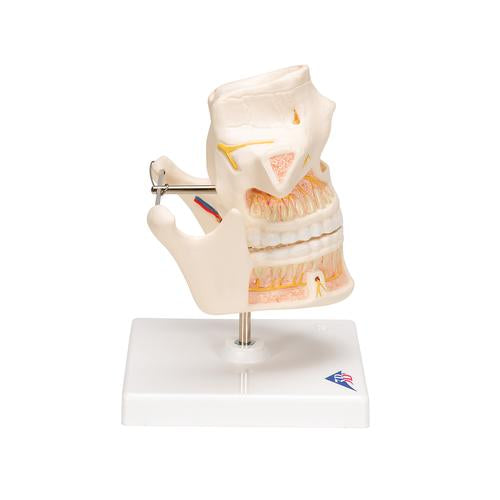 Image 4 - ADULT DENTURE MODEL WITH NERVES AND ROOTS - 3B SMART ANATOMY