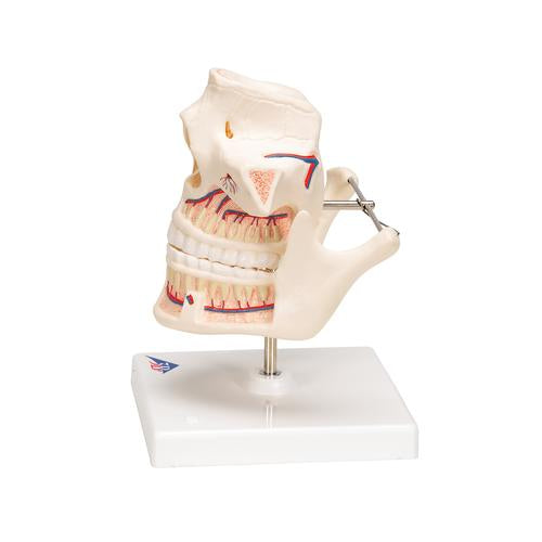 Image 6 - ADULT DENTURE MODEL WITH NERVES AND ROOTS - 3B SMART ANATOMY