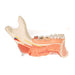 Image 3 - COMPREHENSIVE LOWER JAW MODEL (LEFT HALF) WITH DISEASED TEETH, NERVES, VESSELS & GLANDS, 19 PART - 3B SMART ANATOMY