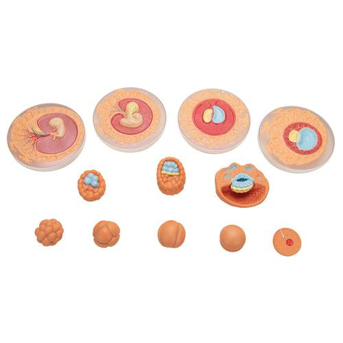 Image 3 - EMBRYONIC DEVELOPMENT MODEL IN 12 STAGES - 3B SMART ANATOMY