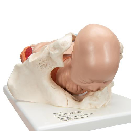 Image 4 - BIRTHING PROCESS MODEL WITH 5 STAGES - 3B SMART ANATOMY