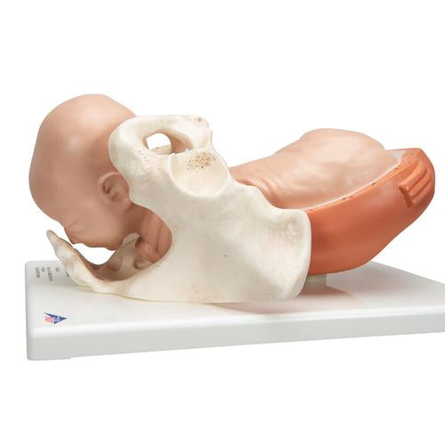 Image 5 - BIRTHING PROCESS MODEL WITH 5 STAGES - 3B SMART ANATOMY