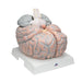 Image 3 - GIANT HUMAN BRAIN MODEL, 2.5 TIMES FULL-SIZE, 14 PART - 3B SMART ANATOMY