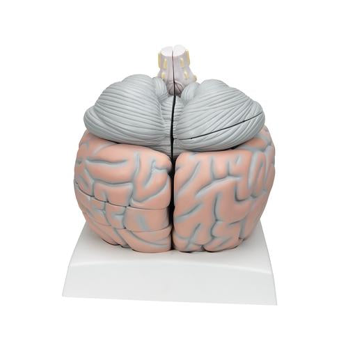 Image 4 - GIANT HUMAN BRAIN MODEL, 2.5 TIMES FULL-SIZE, 14 PART - 3B SMART ANATOMY