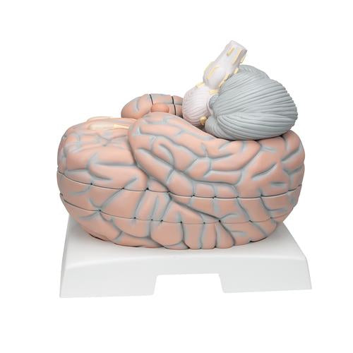 Image 5 - GIANT HUMAN BRAIN MODEL, 2.5 TIMES FULL-SIZE, 14 PART - 3B SMART ANATOMY