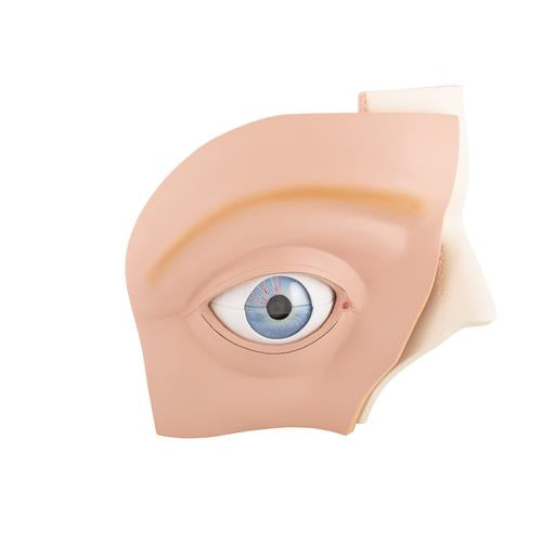 Human Eye Model, 5 times Full-Size, 12 part - 3B Smart Anatomy — Health ...