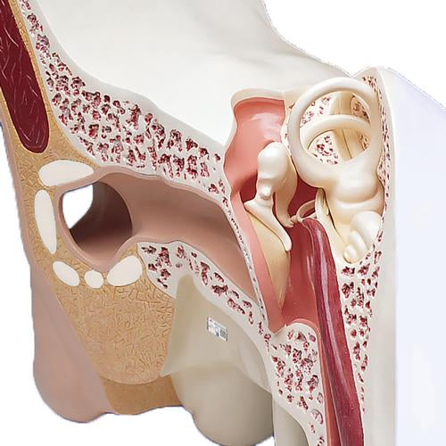 Image 3 - WORLD'S LARGEST EAR MODEL, 15 TIMES FULL-SIZE, 3 PART - 3B SMART ANATOMY