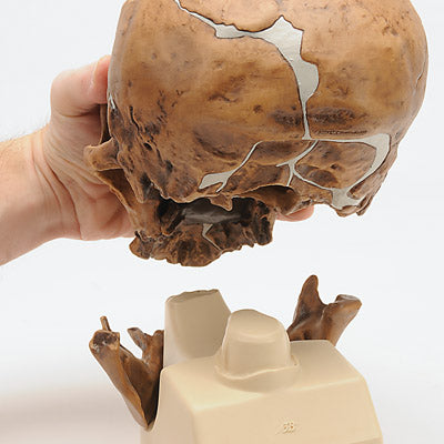 Image 4 - REPLICA HOMO NEANDERTHALENSIS SKULL (LA CHAPELLE-AUX-SAINTS 1)