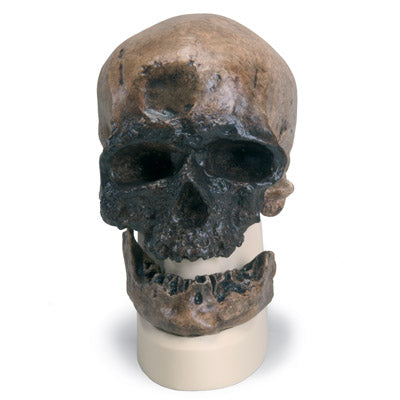 Image 2 - REPLICA HOMO SAPIENS SKULL (CRô-MAGNON)