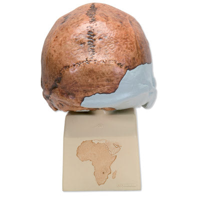 Image 2 - REPLICA HOMO RHODESIENSIS SKULL (BROKEN HILLŸ WOODWARD, 1921)