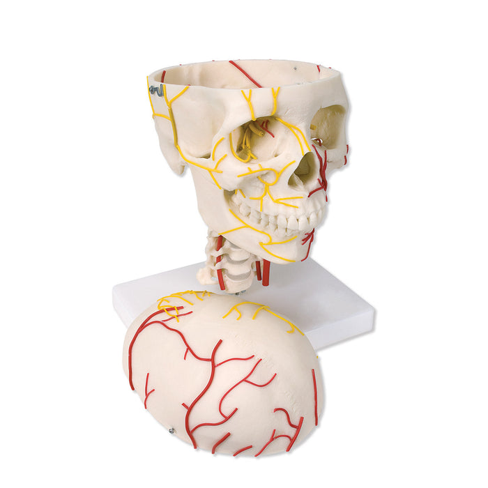 Neurovascular Skull Model