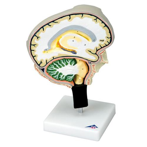 Image 2 - BRAIN SECTION MODEL WITH MEDIAL AND SAGITTAL CUTS